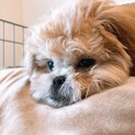 可愛いミックス犬