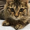 長毛な生後5ヶ月程の子猫２匹 サムネイル2