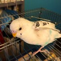 【里親さん決まりました】手乗りセキセイインコ1羽