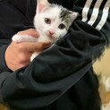 猫の里親募集