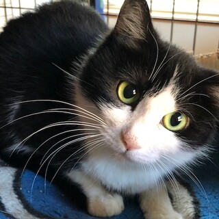 超絶美人のはちわれちゃん！