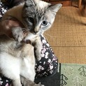 甘えん坊猫、優しい家族に出会えて良かったです〜