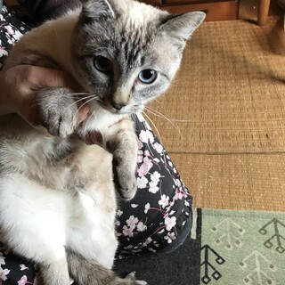甘えん坊猫、優しい家族に出会えて良かったです〜