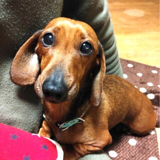 ☆ふらん☆里親さま決定☆