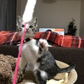 子猫の里親募集！