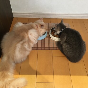 ご飯も一緒