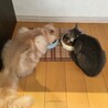 ご飯も一緒