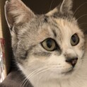 会った日からすぐに仲良し　三毛猫パステルちゃん