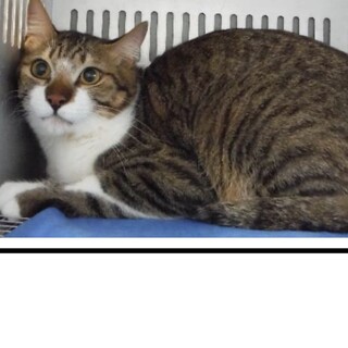 団体様より引き出し。成猫♂去勢済366