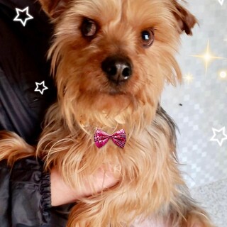 i-M638  元気いっぱいヨーキー君