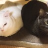 われこ