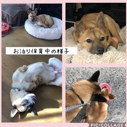 「保護犬つばきちゃん改めアミーちゃん」サムネイル3