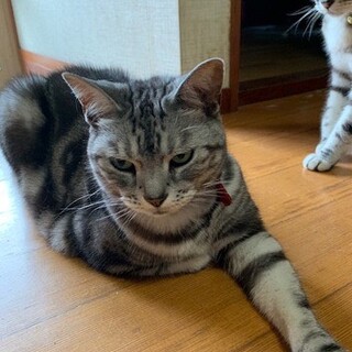 おっとり甘えん坊の高齢アメショ♡