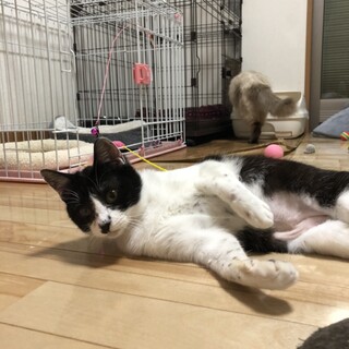 ありがとうございます★可愛らしいハチワレゆめちゃん