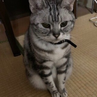 甘えん坊のおじいちゃんアメショ☆