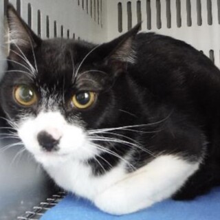 団体様より引き出し。成猫♂去勢済み368