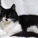 ノンくんの里親様を探しております( ¨̮ )
