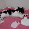 ノンくんの里親様を探しております( ¨̮ ) サムネイル2