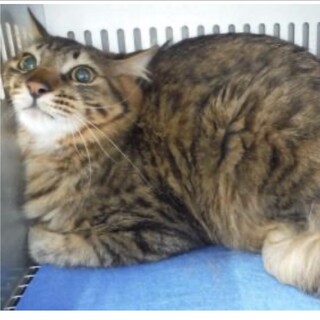 団体様より引き出し。成猫♂去勢済み369