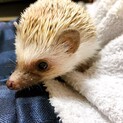 ハリネズミ2匹