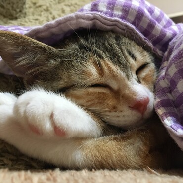 2020/3/12Lara