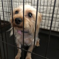 ヨークシャテリア  2才　モカ