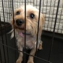 ヨーキー　2才　モカ