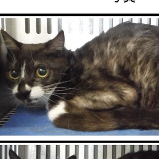 団体様より引出し。成猫♀370