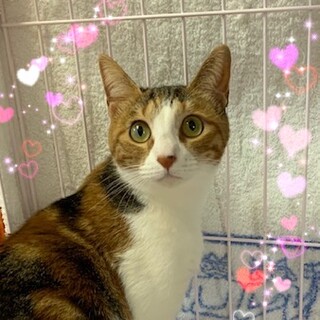 可愛い三毛猫姉妹☆菜摘ちゃん　1歳