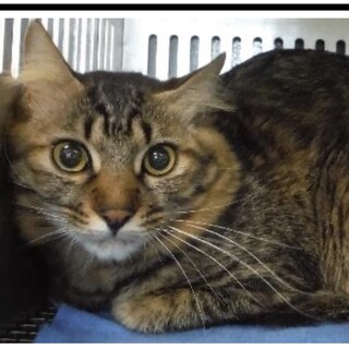 団体様より引き出し。成猫♀373