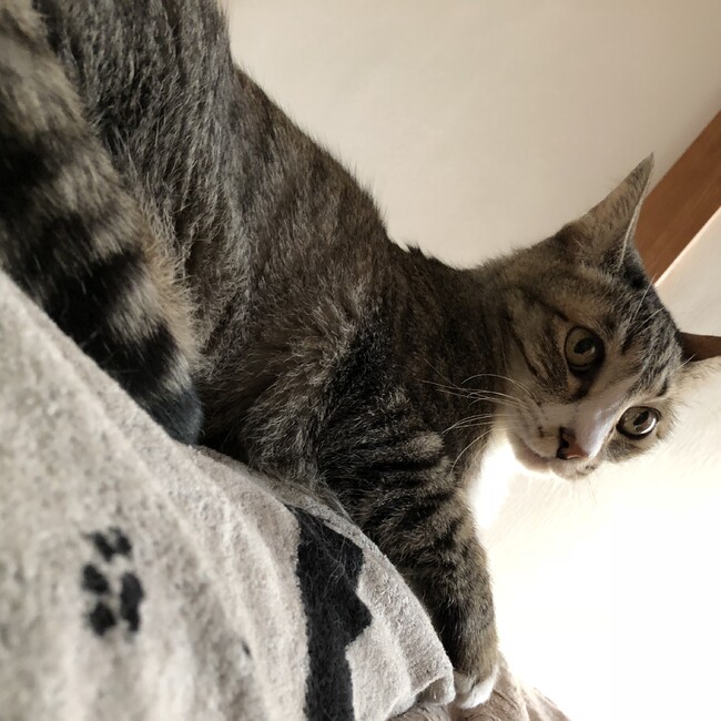 moncoのカバー写真