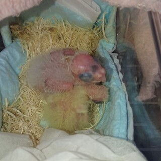 ☆オカメちゃんベビー☆