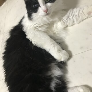 里親決定しました。