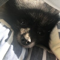 くま助
