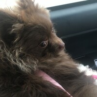 ちよ子