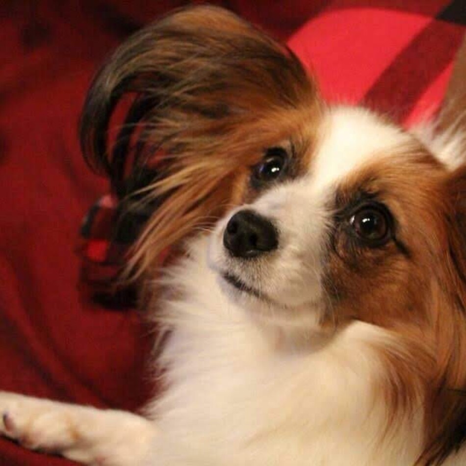 ムーのカバー写真