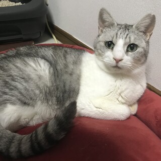 里親決定しました。