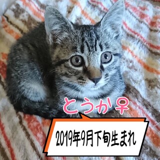 里親決定しました