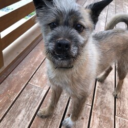 犬猫合同譲渡会