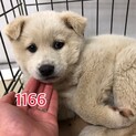 里親決定しました。