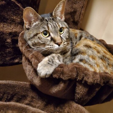 キャットタワーちょっと慣れてくれたかな？(^_^)