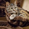 キャットタワーちょっと慣れてくれたかな？(^_^)