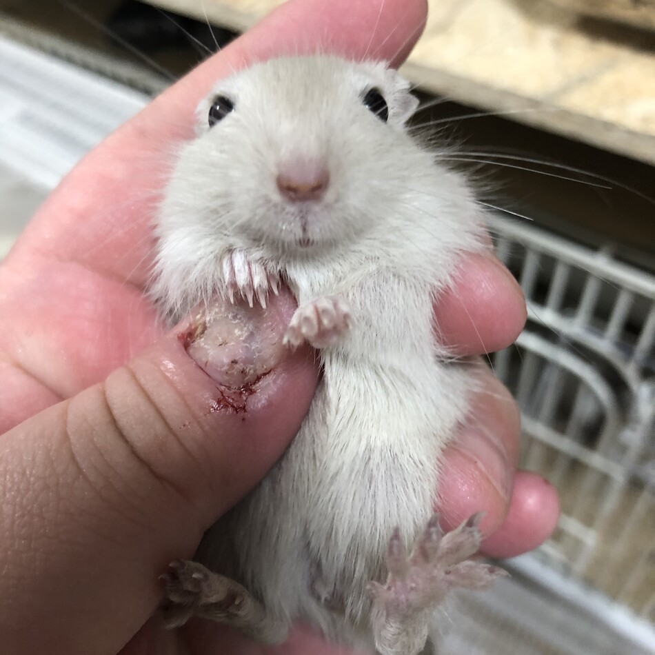 小梅のカバー写真