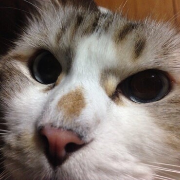チビに縄張りを荒らされてますニャ