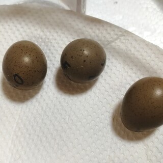 ヒメウズラのヒナ(里親さん決定しました)