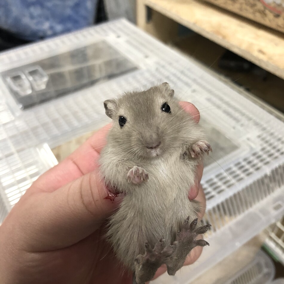 樹玖江のカバー写真