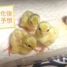 ヒメウズラのヒナ(里親さん決定しました) サムネイル2