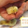 ヒメウズラのヒナ(里親さん決定しました) サムネイル4