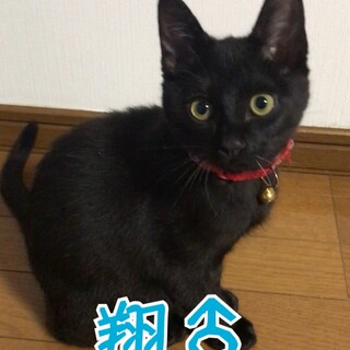 里親決定しました