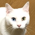 オッドアイがきれいな猫さんです♪